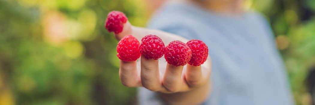 Child picking raspberry. Kids pick fresh fruit on organic raspberries farm. Children gardening and harvesting berry. Toddler kid eating ripe healthy berries. Outdoor family summer fun in the country. BANNER long format