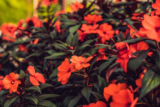 Texture of red flowers and green leaves.