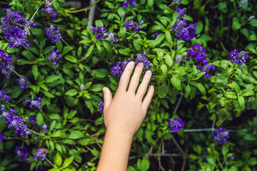 Female hand touches lavender. Lavender flowers at sunlight in a soft focus, pastel colors and blur background.