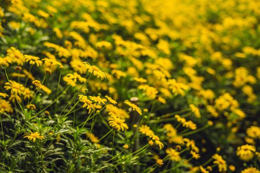 Yellow flowers of large-flowered tickseed or Coreopsis grandiflora.