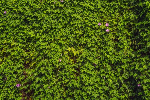 Nature background with texture a green leaf close-up.Leaves texture background with vintage color.