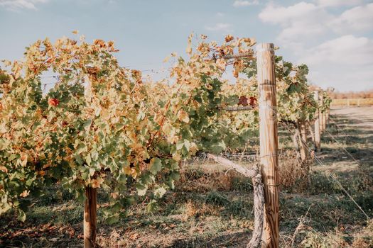 Beautiful clusters of ripening grapes in the sun. Grape plantation in the sunset light. Beautiful vine with grapes. Wine Making concept. Grape business.