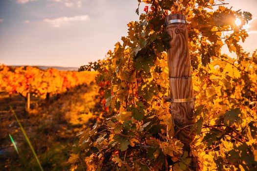 Beautiful clusters of ripening grapes in the sun. Grape plantation in the sunset light. Beautiful vine with grapes. Wine Making concept. Grape business.