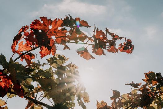 Beautiful clusters of ripening grapes in the sun. Grape plantation in the sunset light. Beautiful vine with grapes. Wine Making concept. Grape business.