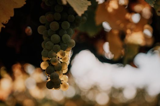 Beautiful clusters of ripening grapes in the sun. Grape plantation in the sunset light. Beautiful vine with grapes. Wine Making concept. Grape business.