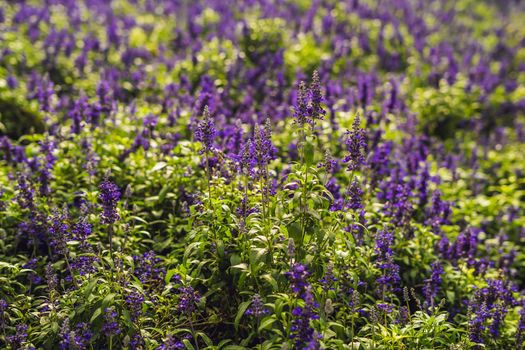 Lavender flowers at sunlight in a soft focus, pastel colors and blur background.