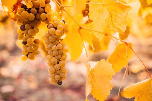 Beautiful clusters of ripening grapes in the sun. Grape plantation in the sunset light. Beautiful vine with grapes. Wine Making concept. Grape business.