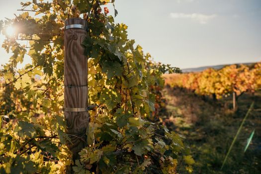 Beautiful clusters of ripening grapes in the sun. Grape plantation in the sunset light. Beautiful vine with grapes. Wine Making concept. Grape business.