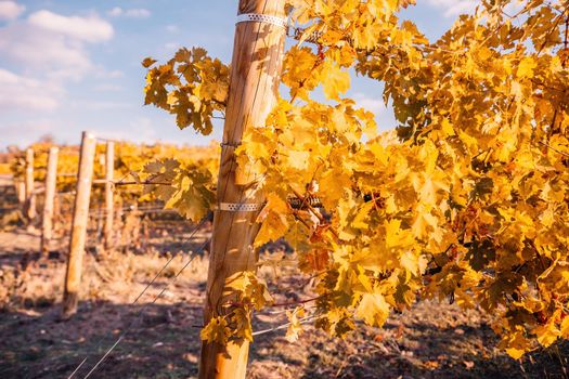 Beautiful clusters of ripening grapes in the sun. Grape plantation in the sunset light. Beautiful vine with grapes. Wine Making concept. Grape business.