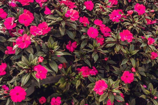 Texture of red flowers and green leaves.