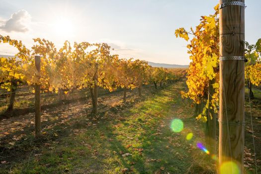 Beautiful clusters of ripening grapes in the sun. Grape plantation in the sunset light. Beautiful vine with grapes. Wine Making concept. Grape business.