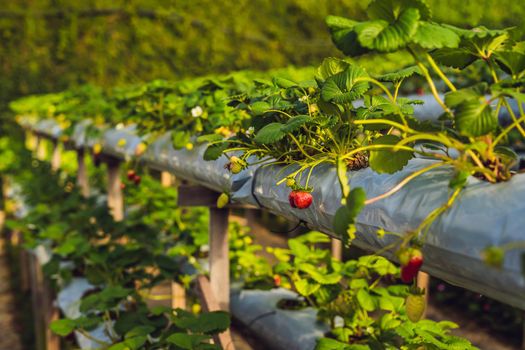 fresh organic strawberries growing on the farm.