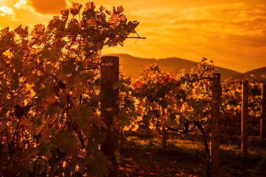 Beautiful clusters of ripening grapes in the sun. Grape plantation in the sunset light. Beautiful vine with grapes. Wine Making concept. Grape business.