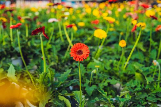 Flower cultivation in greenhouses. A hothouse with gerbers. Daisy flowers plants in greenhouse.