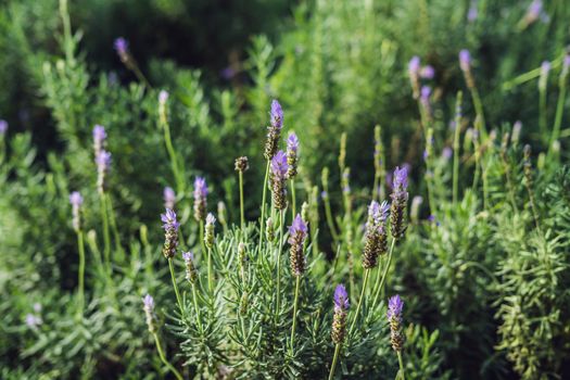 Lavender flowers at sunlight in a soft focus, pastel colors and blur background.