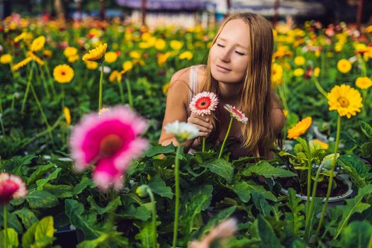 A young woman at a gerbera farm. Flower cultivation in greenhouses. A hothouse with gerbers. Daisy flowers plants in greenhouse.