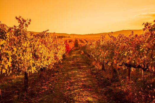 Beautiful clusters of ripening grapes in the sun. Grape plantation in the sunset light. Beautiful vine with grapes. Wine Making concept. Grape business.