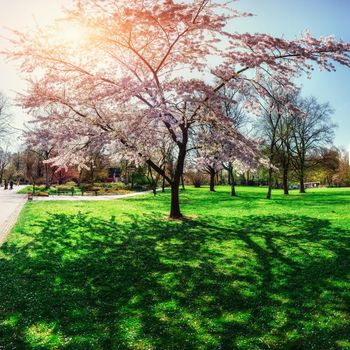 spring atmosphere with flowering tree in a meadow.