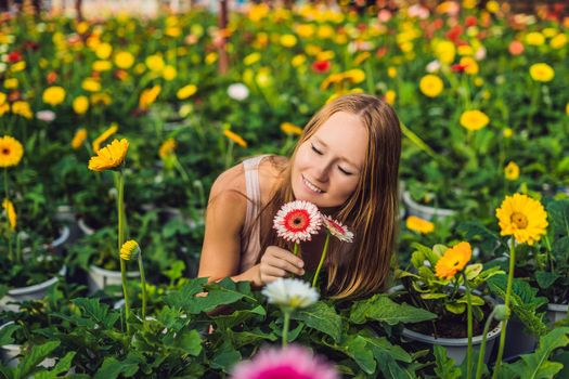 A young woman at a gerbera farm. Flower cultivation in greenhouses. A hothouse with gerbers. Daisy flowers plants in greenhouse.