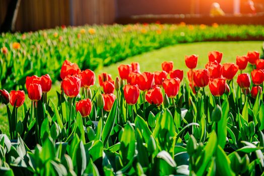 Flower field with colorful tulips. Keukenhof Flower Park Holland