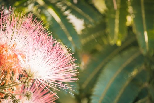 Pink flower of Lankaran acacia albizia. Albizia julibrissin on green background. Close up. Copy space. Flower backdrop