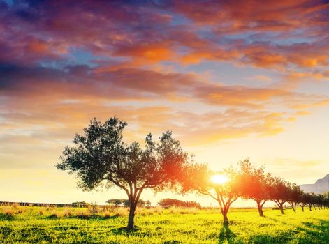 Tree shadow with sunset. Beauty world Sicily Italy Europe