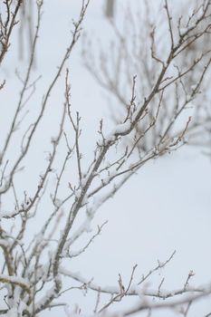 Beautiful scenic winter background. High quality photo