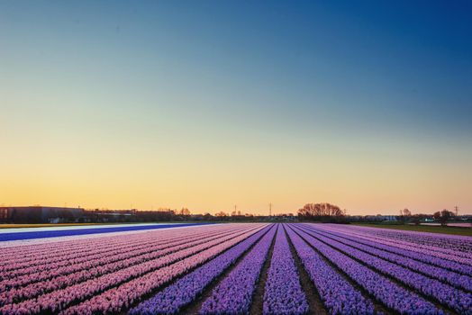 Fantastic sunset over fields of daffodils Holland