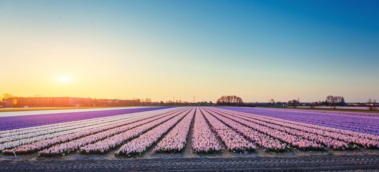 Fantastic sunset over fields of daffodils Holland