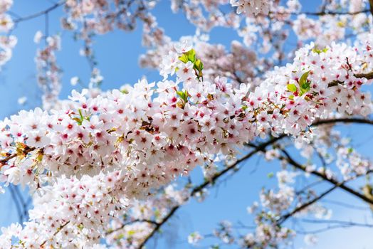 Pink almonds cherry flower close-up. Spring time flowers background.