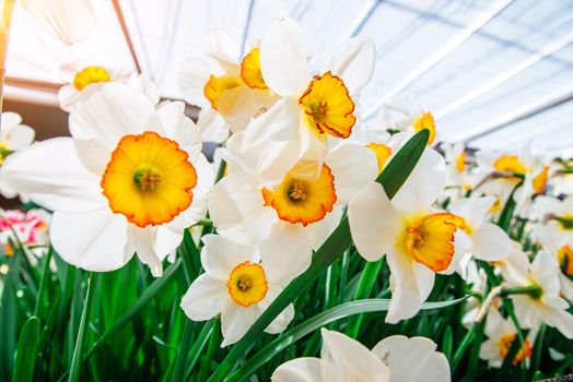 Yellow Daffodils in the gardens of Holland. Narcissus Flower Record. Keukenhof Flower Park