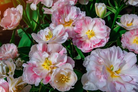 white - pink tulips. Keukenhof Flower Park. Netherlands Holland