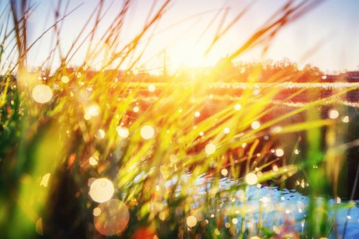 green grass with dew, bokeh background. Fantastic views of the beauty of the world
