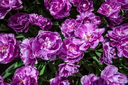 Marvellous tulip flowers in the Keukenhof park. Tulipa lilas perfection. Keukenhof Flower Park