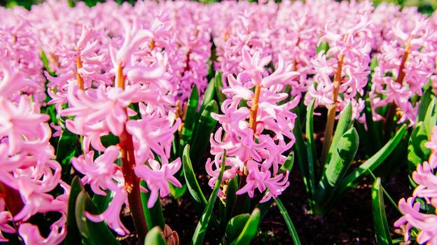 Group of beautiful multicolored hyacinths. Holland. Keukenhof Flower Park