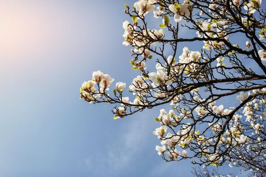 Beautiful pink spring flowers magnolia on a tree branch.