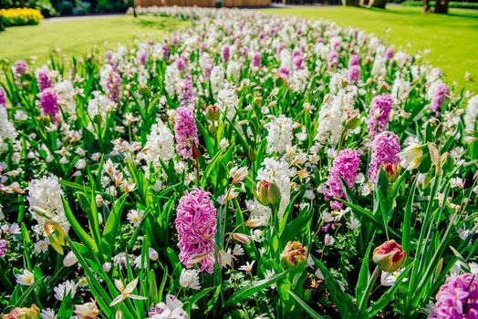 Group of beautiful multicolored hyacinths. Holland Keukenhof Flower Park