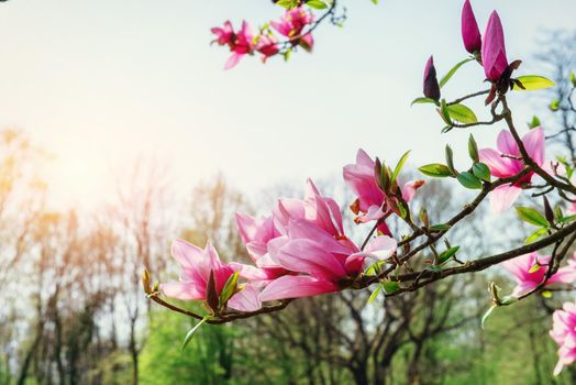 Beautiful pink spring flowers magnolia on a tree branch.