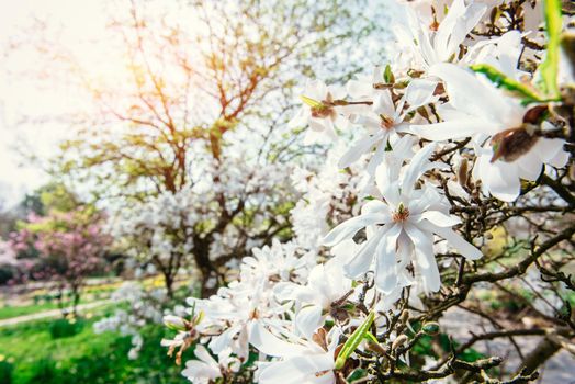 Beautiful pink spring flowers magnolia on a tree branch.
