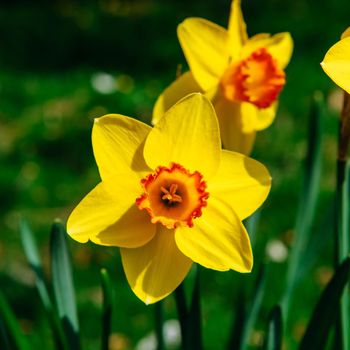 Yellow Daffodils in the gardens of Holland. Bokeh light effect, soft filter. Instagram toning effect. Keukenhof Flower Park