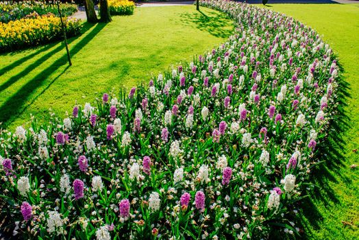 Group of beautiful multicolored hyacinths Holland. Keukenhof Flower Park