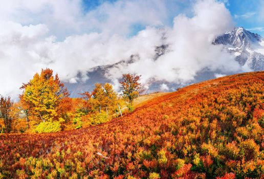 autumn alley. Fantastic cumulus clouds, dramatic sky. Sunset. Carpathian Ukraine Europe
