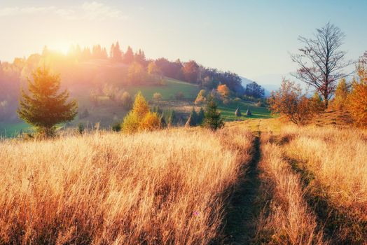 Forest Road in the autumn. Landscape. Ukraine Europe