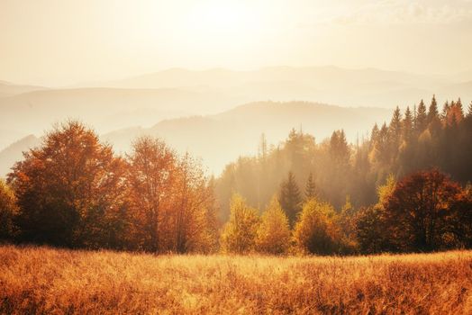 birch forest in sunny afternoon while autumn season. Autumn Landscape. Ukraine. Europe