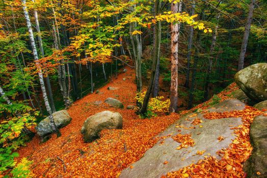 Autumn alley. Autumn Landscape. Beauty world Ukraine Europe