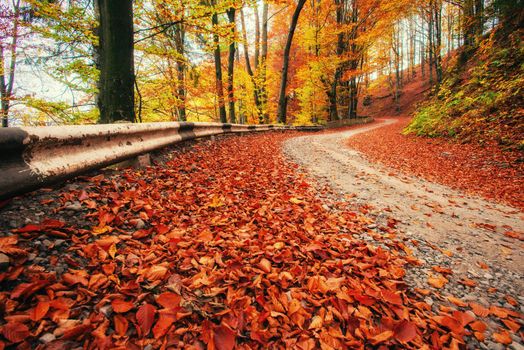 Autumn alley. Beauty world. Landscape Ukraine Europe