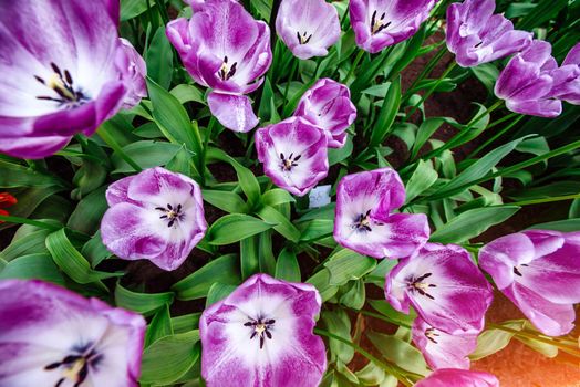 Marvellous tulip flowers in the Keukenhof park.