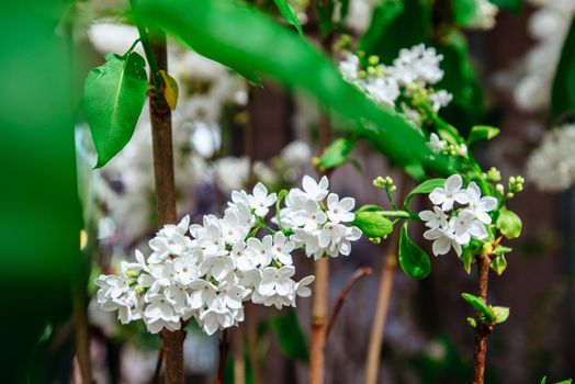 Beautiful white lilac flower in sunny Vesnin good day.