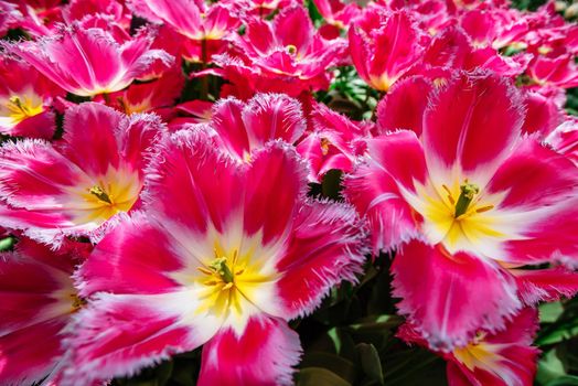Beautiful pink blooming tulips curly. Keukenhof Flower Park.