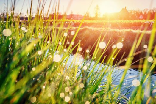 green grass. Fantastic views the beauty of the world.